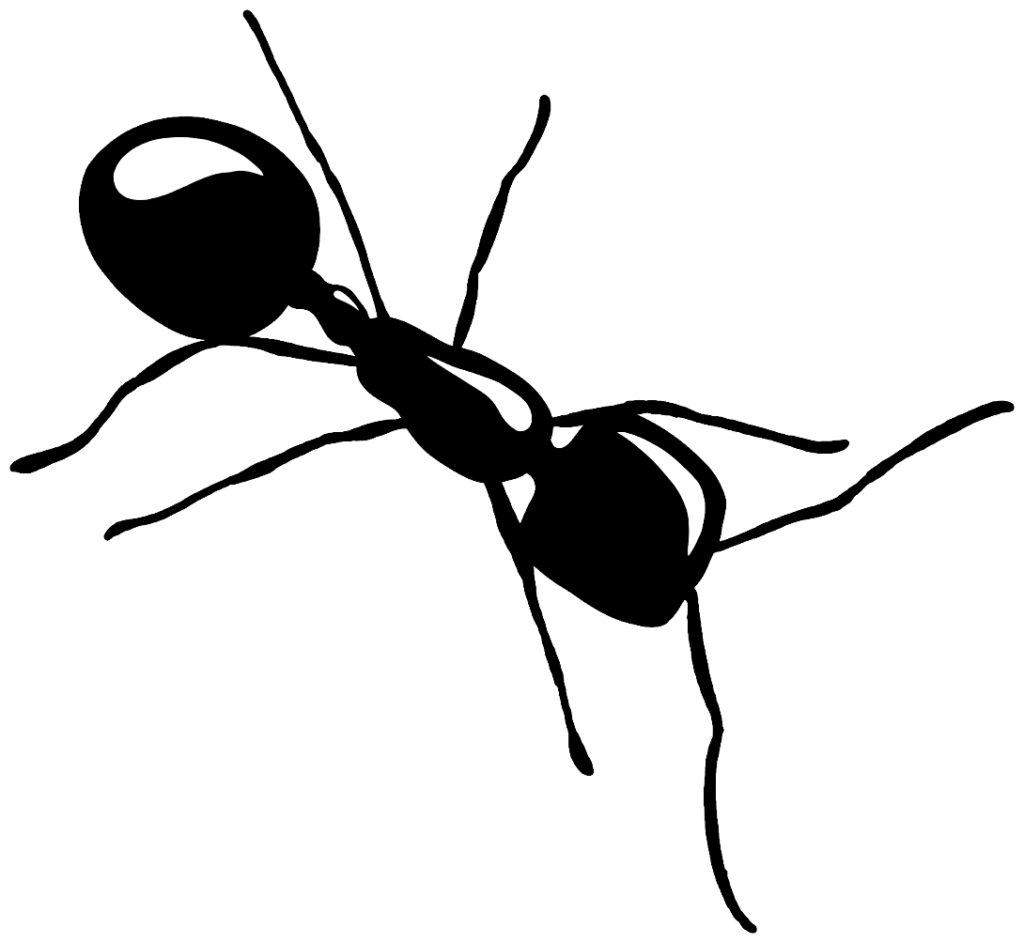 formiga negra